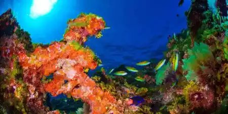 Los secretos bajo el mar de La Gomera